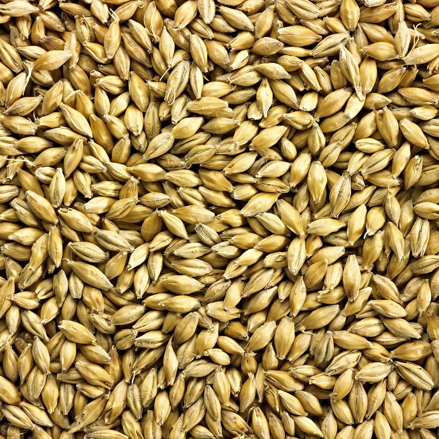 Simpsons Golden Promise 25kg